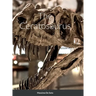 The Ceratosaurus (Hardcover Edition)
