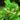 Green Roses Bloom for Icarus
