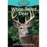 White-Tailed Deer