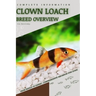 Clown Loach: From Novice to Expert. Comprehensive Aquarium Fish Guide