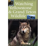 Watching Yellowstone & Grand Teton Wildlife