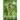 Trees and Shrubs of the Pacific Northwest