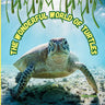 The Wonderful World of Turtles: Interesting Facts About Turtles