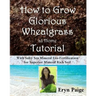 How to Grow Glorious Wheatgrass at Home Tutorial: With Salty Sea Mineral Eco-Fertilization for Superior Mineral Rich Soil