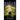 The Makus Nexus