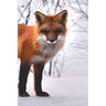 Fox: The Red Fox's Resourcefulness Has Earned It a Legendary Reputation for Intelligence and Cunning.