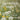 Dandelion Math: See, Think and Wonder