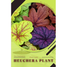 Heuchera Plant: Plant Guide