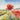 A Little Seed Named Hope: A Story of Courage, Friendship, and Renewal in Flanders Fields