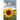 The Cursed Sunflower: A helpful guide through the darkest of times