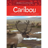 Animals Illustrated: Caribou