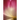 Phyla of Joy