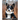 Adorable Picture of Dogs: A Picture Book with Beautiful Dogs to Help Memory Loss for Seniors, Dementia with Alzheimer's.