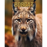 Bobcat: Amazing Picture and Facts About Bobcat for Children's