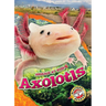 Axolotls
