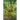 The Drum Tree