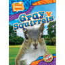 Gray Squirrels