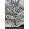 The Learning Tree