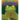 Glass Frog