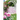 The Rose Garden