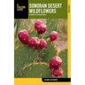 Sonoran Desert Wildflowers