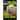 Cocker Spaniel, Cocker Spaniel Training AAA AKC: Think Like a Dog, But Don't Eat Your Poop! Cocker Spaniel Breed Expert Training: Here's EXACTLY How t