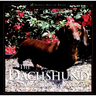 The Dachshund: A Dog for Town and Country