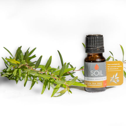Organic Lemon Tea Tree Essential Oil (Leptospermum Petersonii) 10ml by SOiL Organic Aromatherapy and Skincare