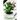Thanksgiving cactus: Plant Guide