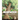 Heartwood