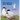 Searching for Skye: An Arctic Tern Adventure