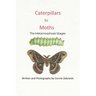 Caterpillars to Moths: The Metamorphosis Stages
