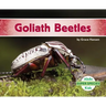 Goliath Beetles