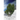 Under the Weeping Willow