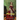 Morag