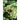 Trees and Shrubs Valuable to Bees