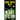 Night Vision