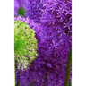 Blossoms: Alliums Are Hardy Bulbs That Produce Dramatic Balls of Purple, Blue, Yellow or Pink Flowers Atop Stiff, Upright Stems.