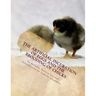 The Artificial Incubation of Eggs and the Brooding of Chicks