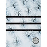 Sycamore: Poems