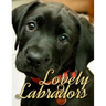 Lovely Labradors