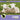 Lambs Grow Up