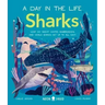 Sharks (a Day in the Life): What Do Great Whites, Hammerheads, and Whale Sharks Get Up to All Day?