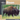 Bison