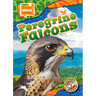 Peregrine Falcons