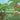 The Mighty Mr. Coconut Tree