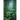 Of the Forest