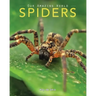 Spiders: Amazing Pictures & Fun Facts on Animals in Nature