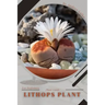 Lithops Plant: Plant Guide