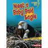 Meet a Baby Bald Eagle